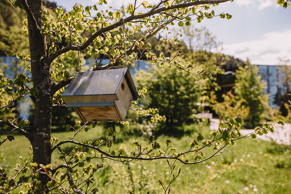 Vogelhaus hängt an einem Baum in einer grünen Wiese