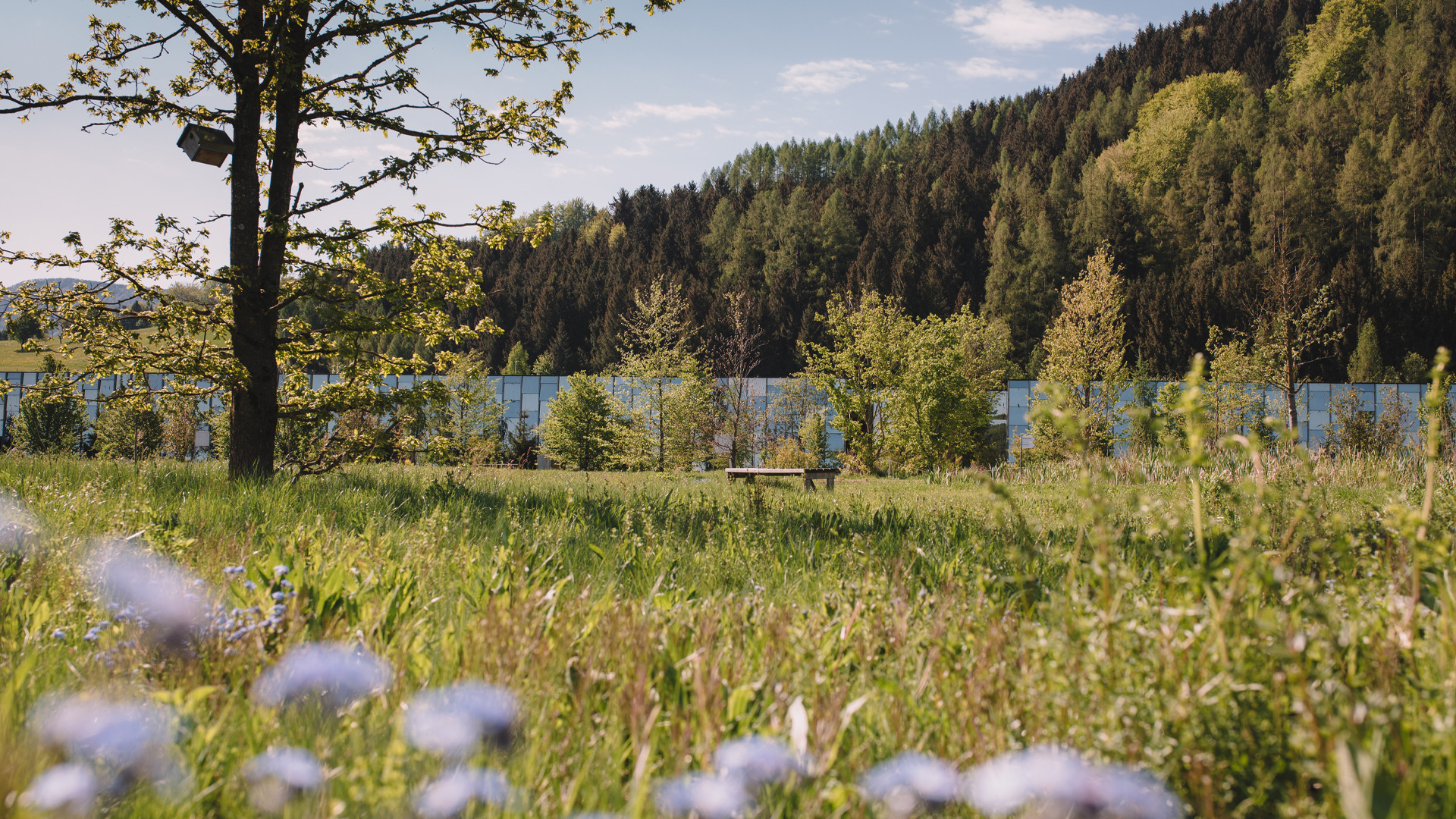 Blühende Wiese mit Bäumen  und Bergen bei sonnigem Wetter