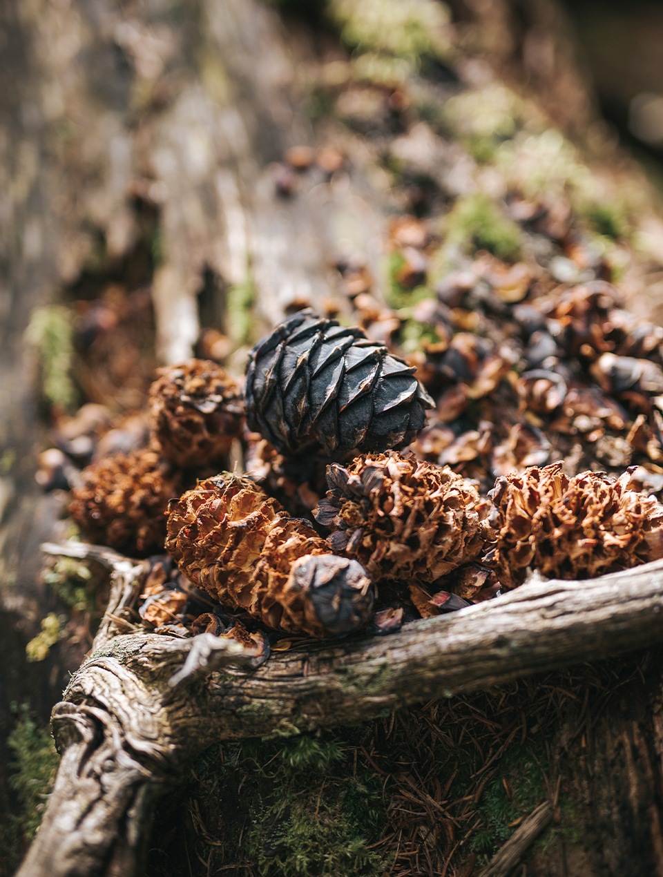 Zirbenzapfen am Waldboden