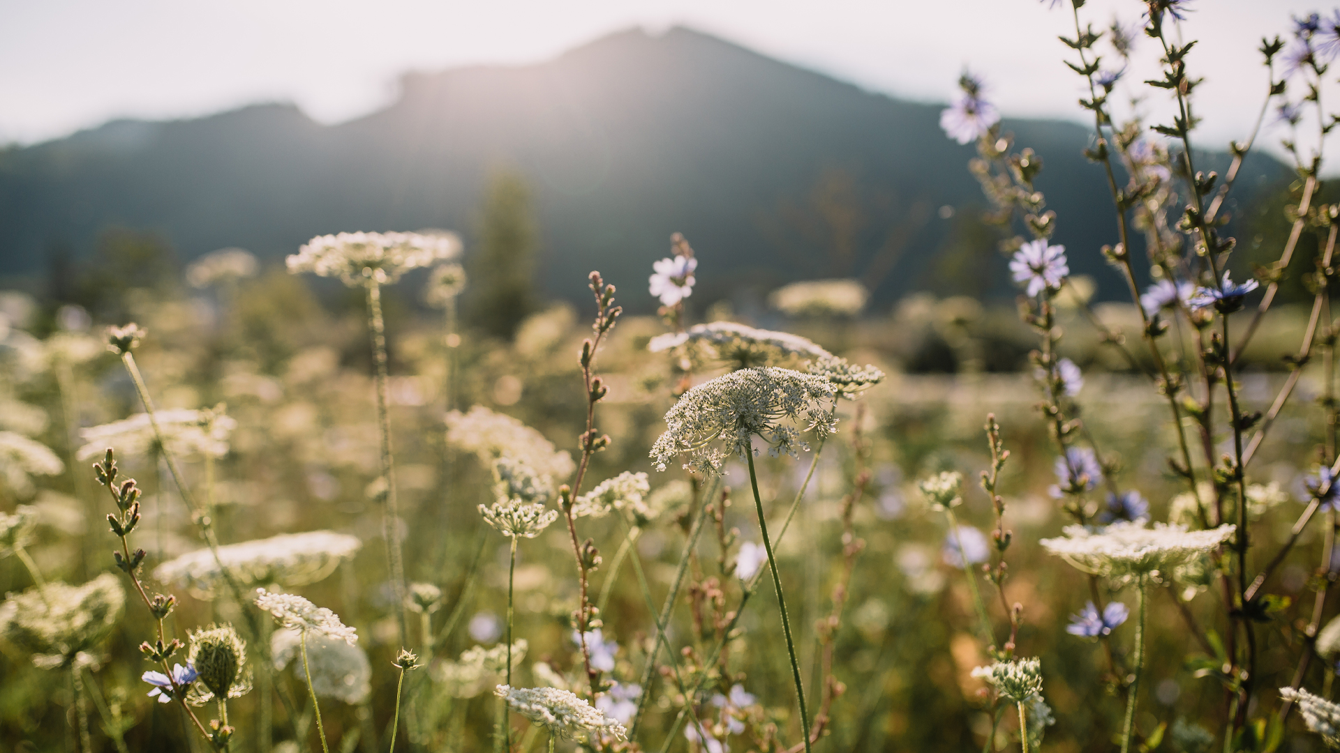 Blumenwiese mit Bergen im Hintergrund und warmem Sonnenlicht