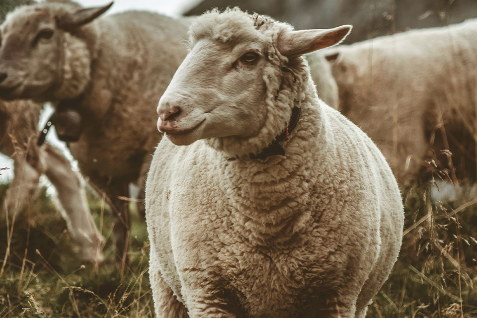 Schafherde auf einer Weide