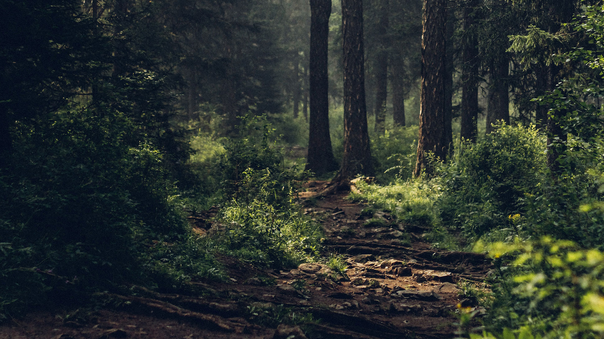 Waldpfad im weichen Licht ruhige grüne Naturstimmung