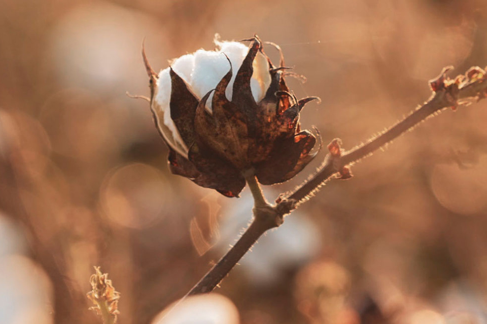 Baumwollpflanze auf Feld im warmen Licht