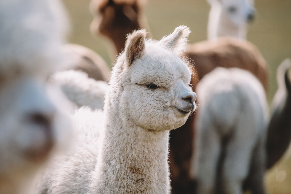 Alpakaherde auf einer Weide