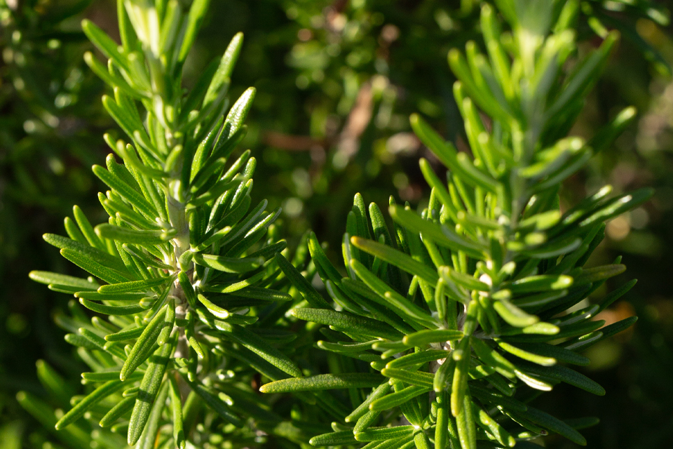 Nahaufnahme einer Rosmarinpflanze im Sonnenlicht