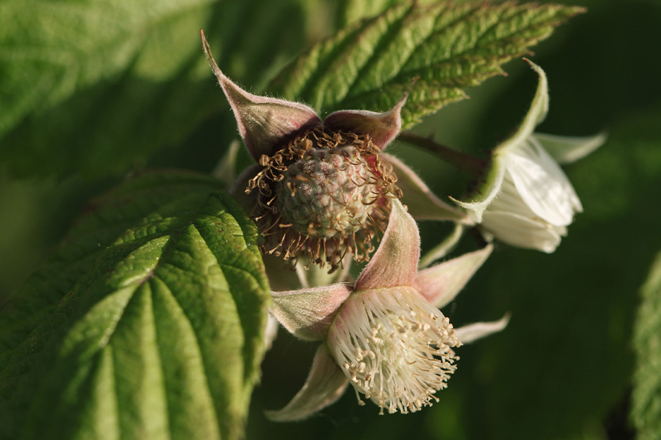 Nahaufnahme einer Blüte mit grünen Blättern