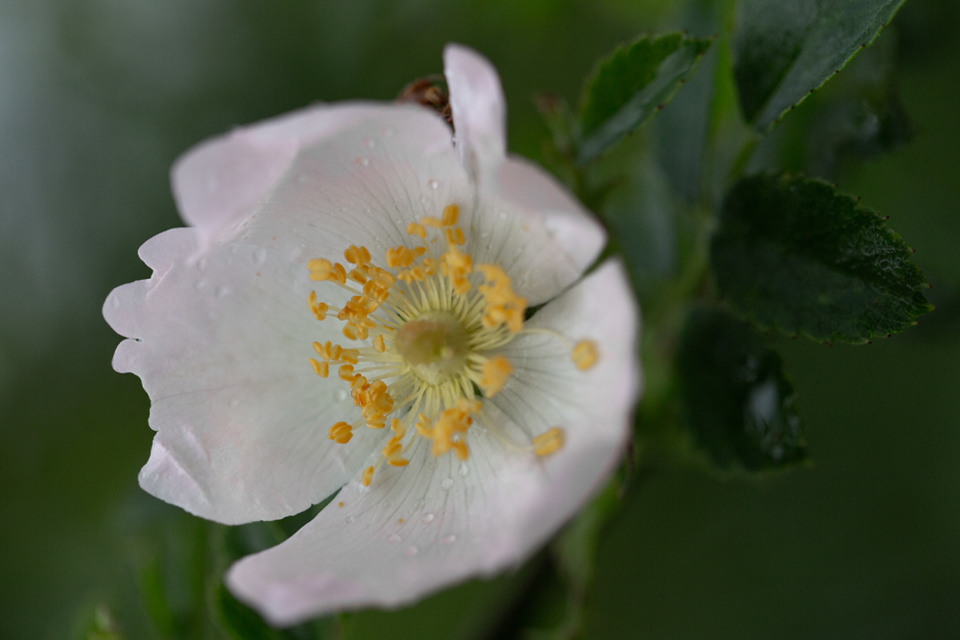 Nahaufnahme einer Blume mit weißen Blüten
