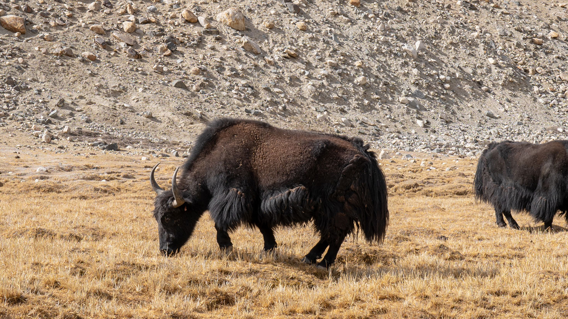Yak in der Steppe