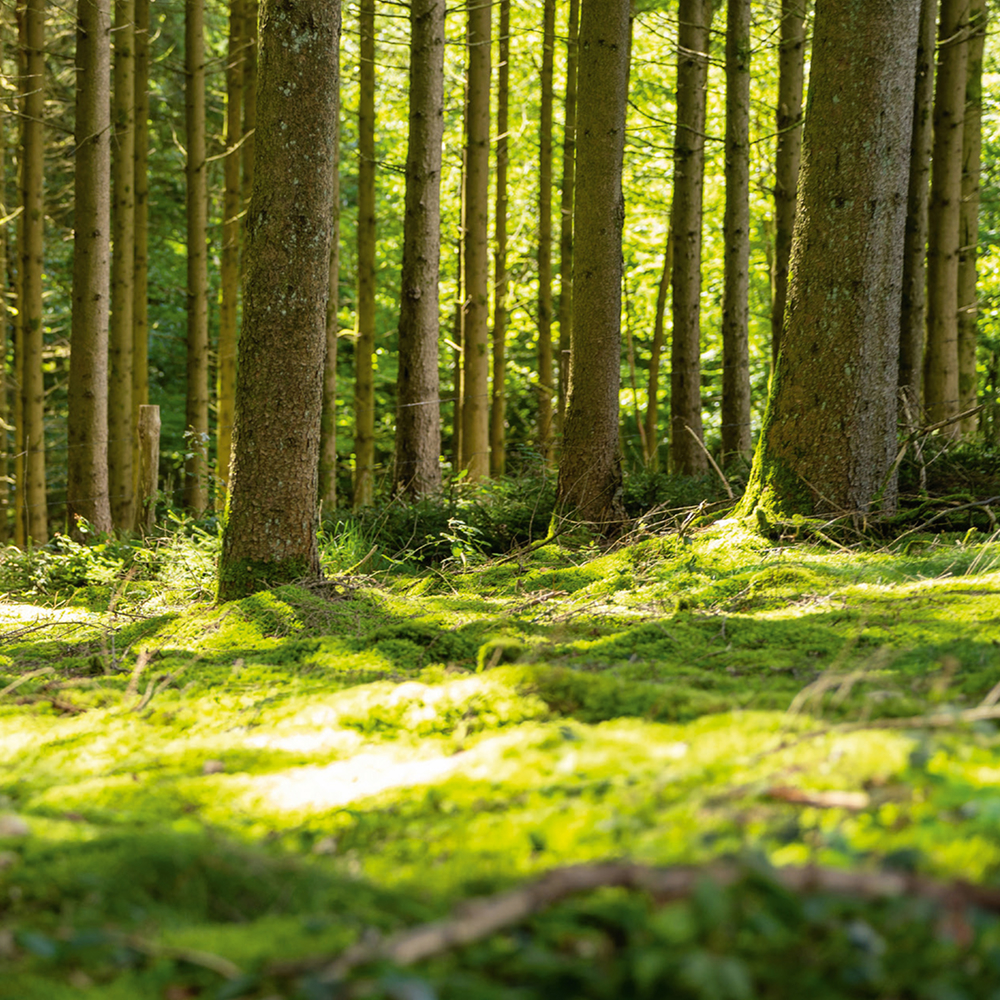 Waldboden im Sonnenschein