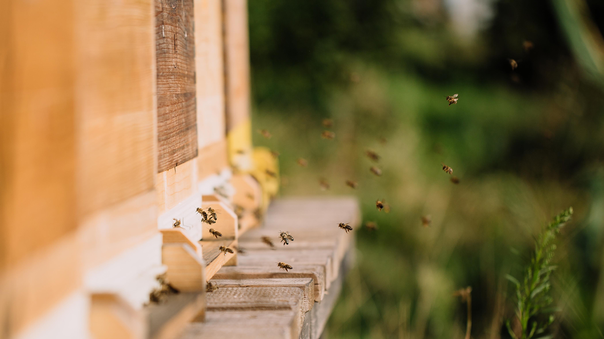 Bienen fliegen vor einem Bienenstock in natürlicher Umgebung