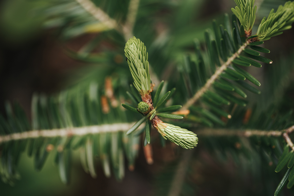 Detailbild von Knospe eines Tannenbaumes