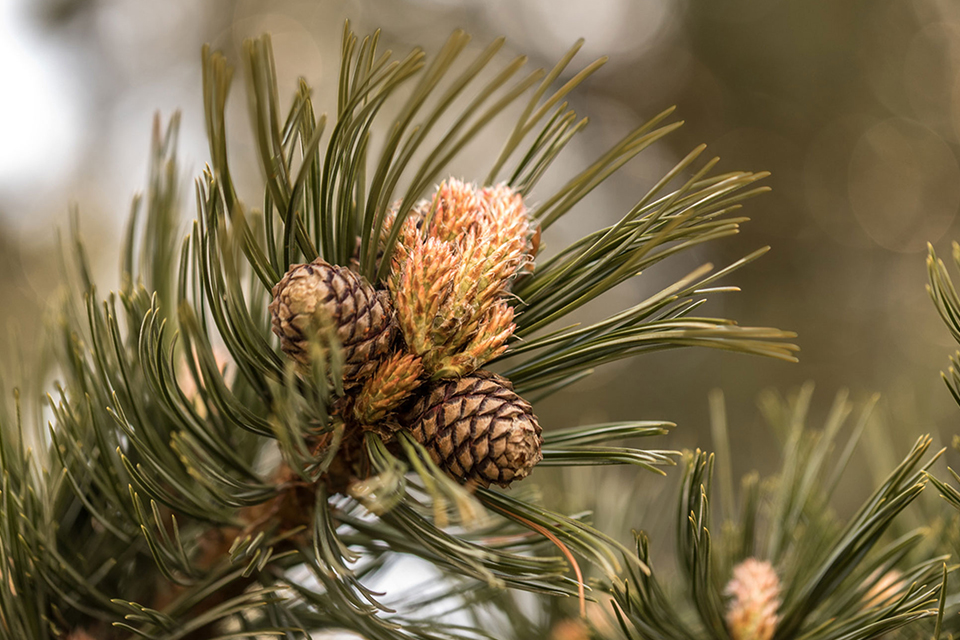 Detailansicht Zirbenzweig