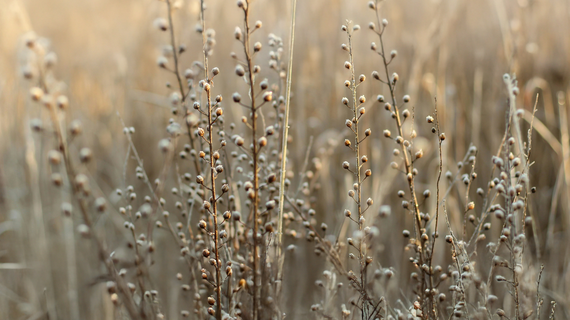 Leinenpflanzen im Feld