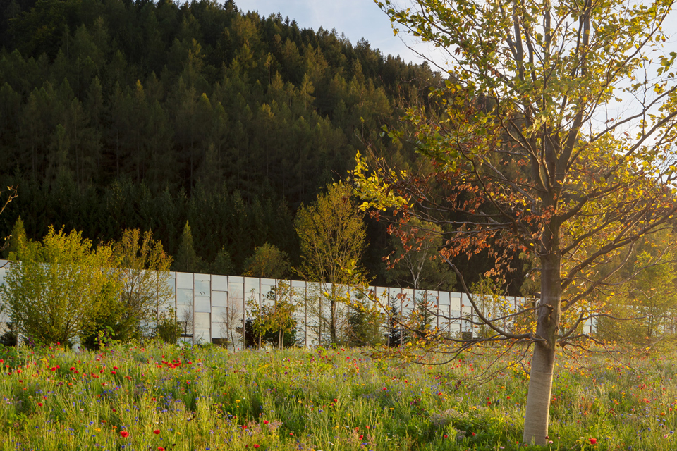 Blühende Wiese vor der Grünen Erde Welt