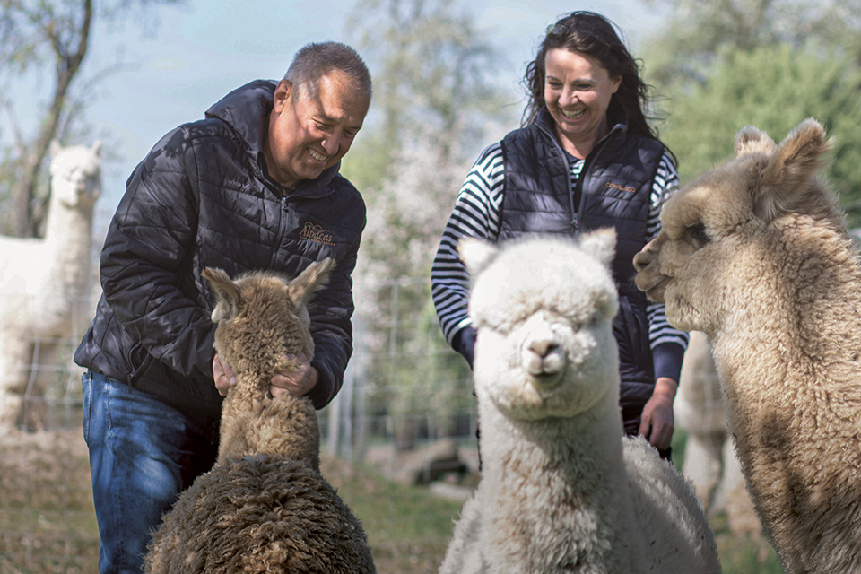 Alpaka-Züchter Wolfgang Putzinger mit Ehefrau spielen mit Alpakas