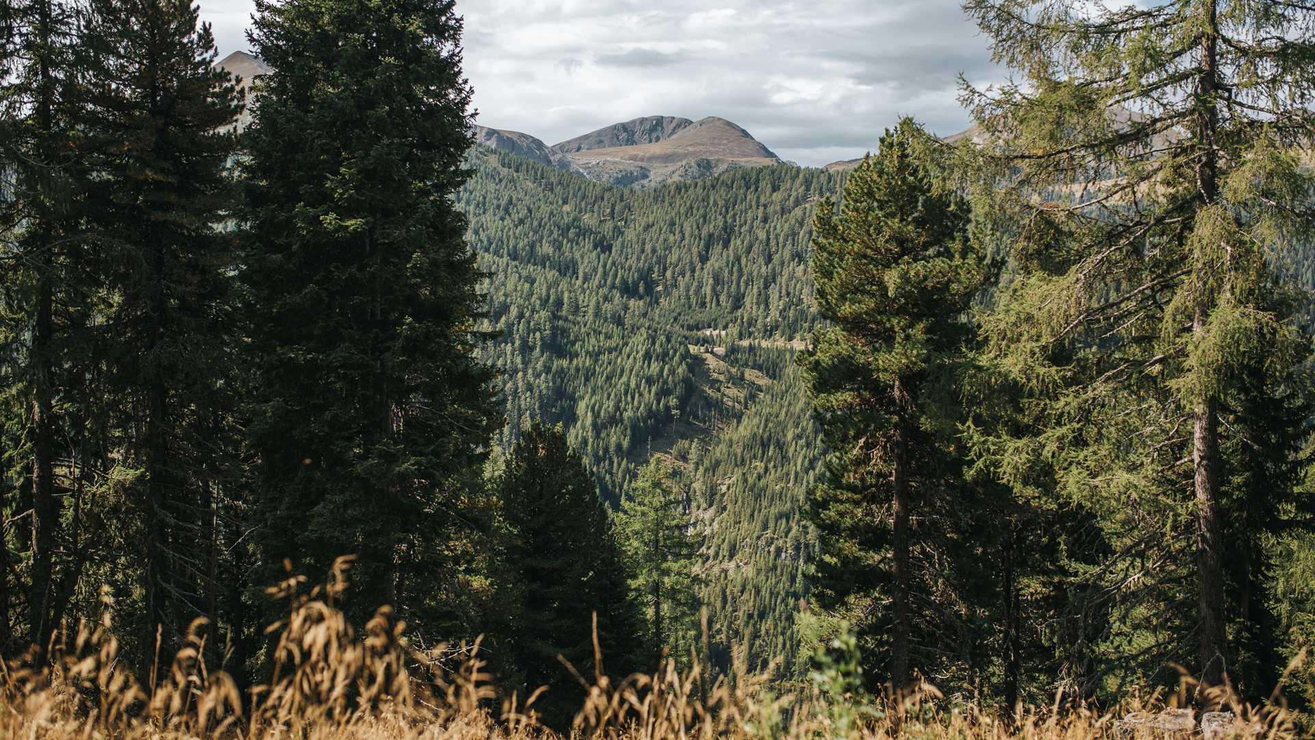 Panoramablick auf Berg und Wälder