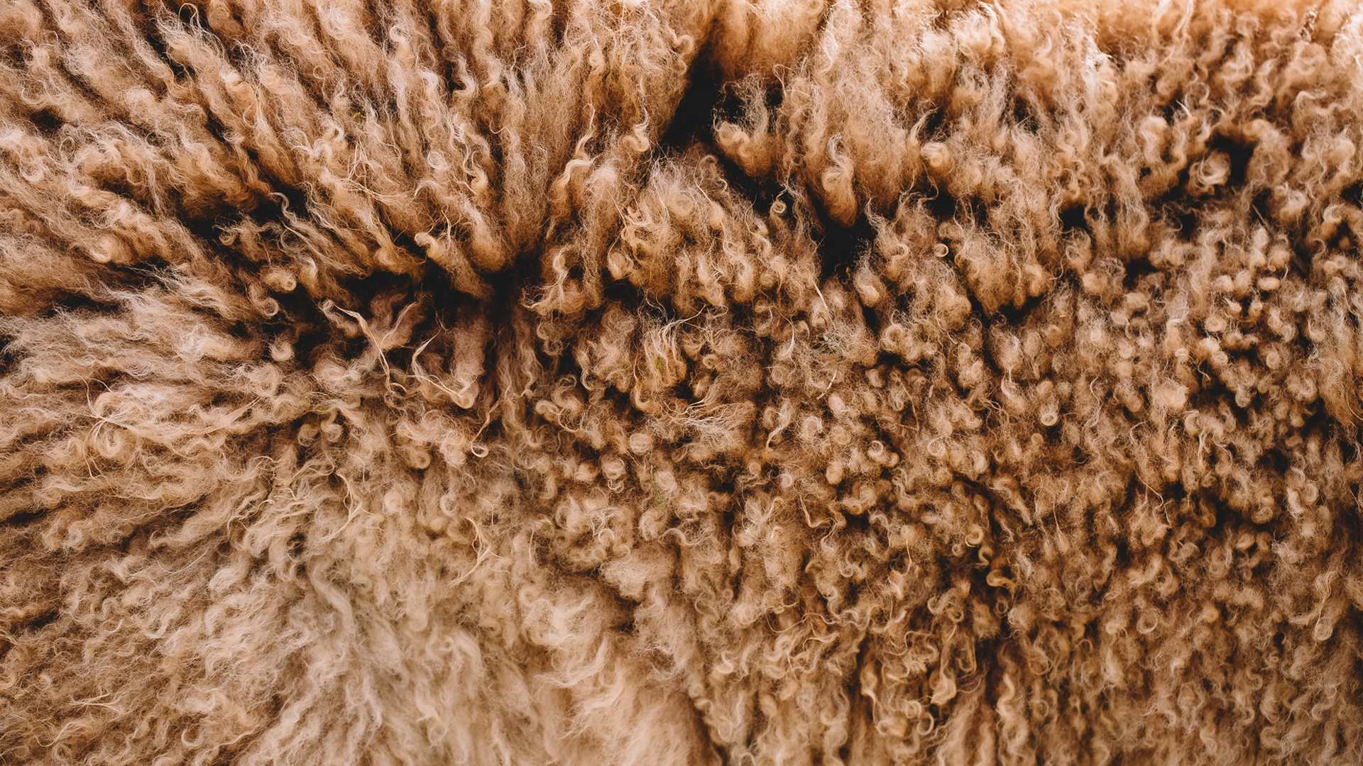 Nahaufnahme von dem Fell eines Kamels