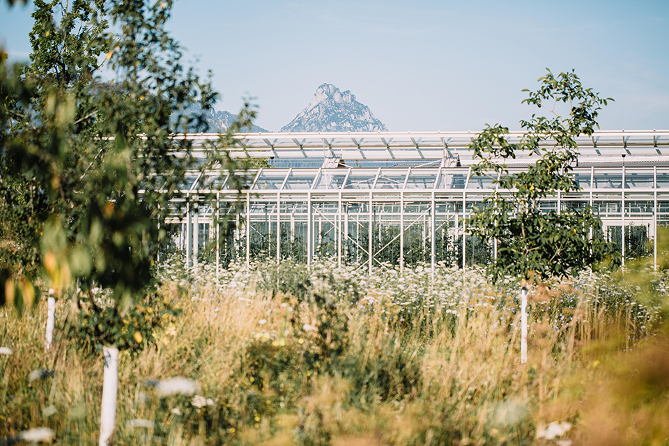 Gewächshaus in natürlicher Landschaft mit Wiese und Bergen im Hintergrund