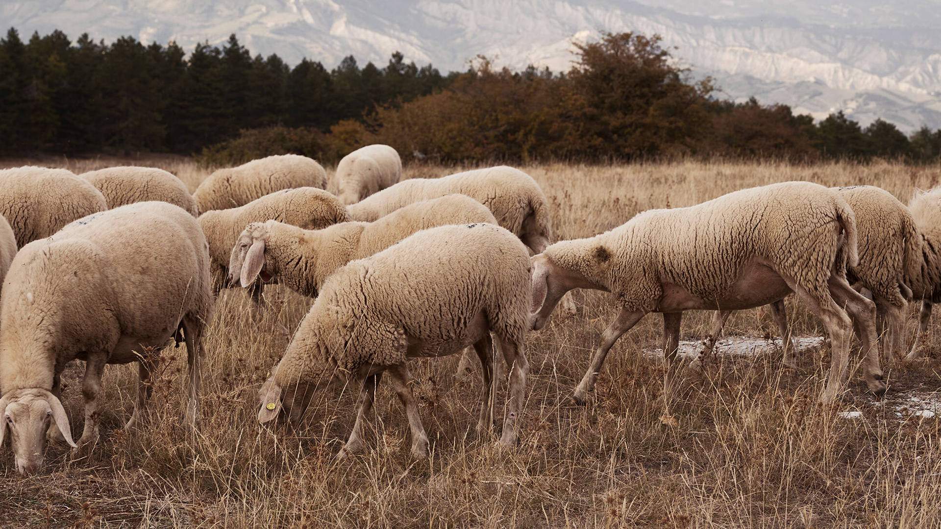 Eine Schafherde grast auf einer trockenen Wiese