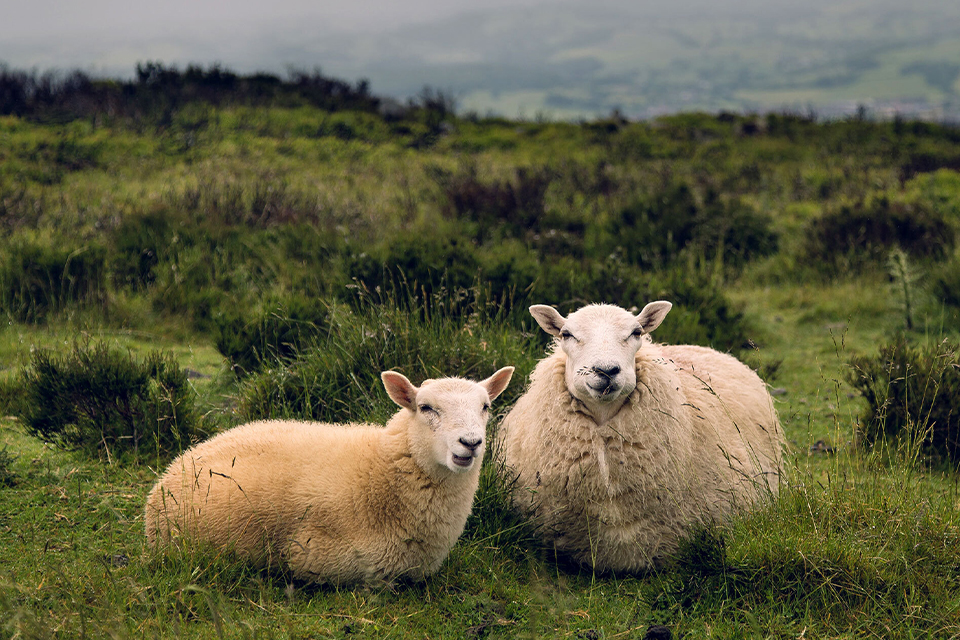 Zwei Schafe liegen nebeneinander in einer Wiese