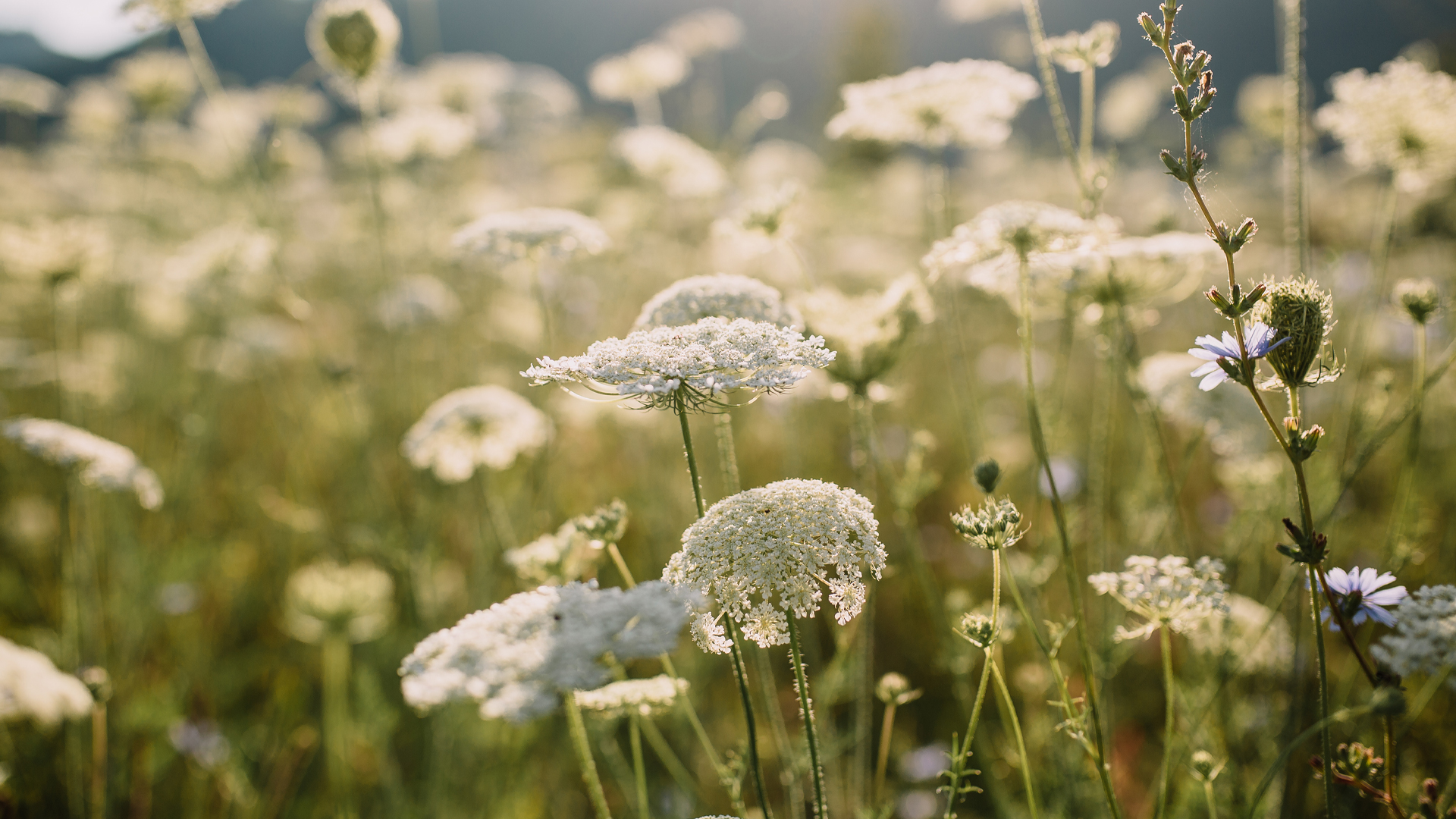 Blühende Wiese mit weißen Blumen