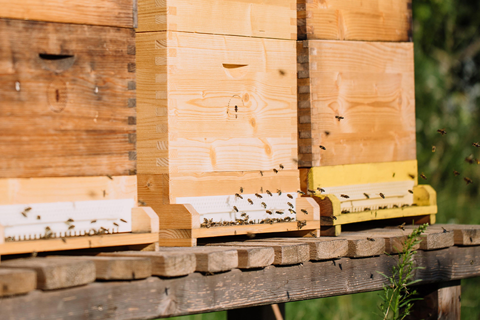 Bienenstöcke mit Bienenschwarm im Garten der Grünen Erde Welt