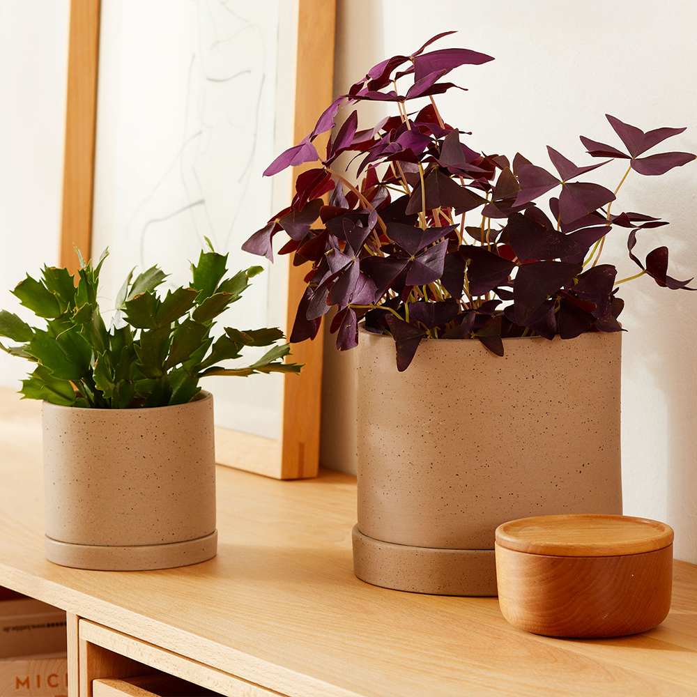 Zwei Blumentöpfe. Darin befinden sich Pflanzen. Daneben liegt eine kleine Box