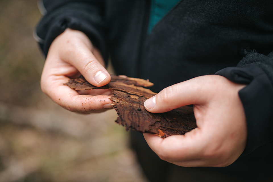 Hände halten Baumrinde