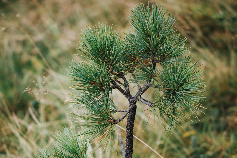 Detailansicht Zweig von der Zirbe