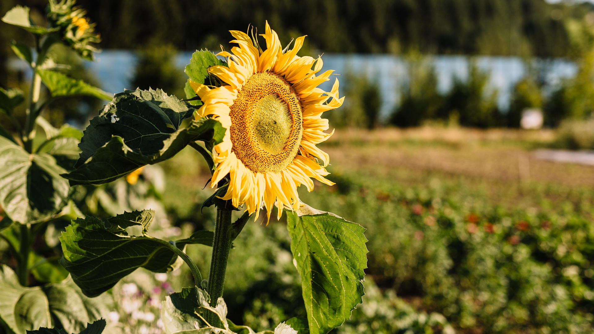 Eine Sonnenblume auf einem Feld