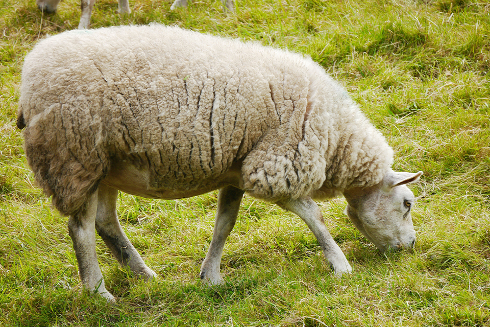 Ein Schaf grast auf einer grünen Wiese