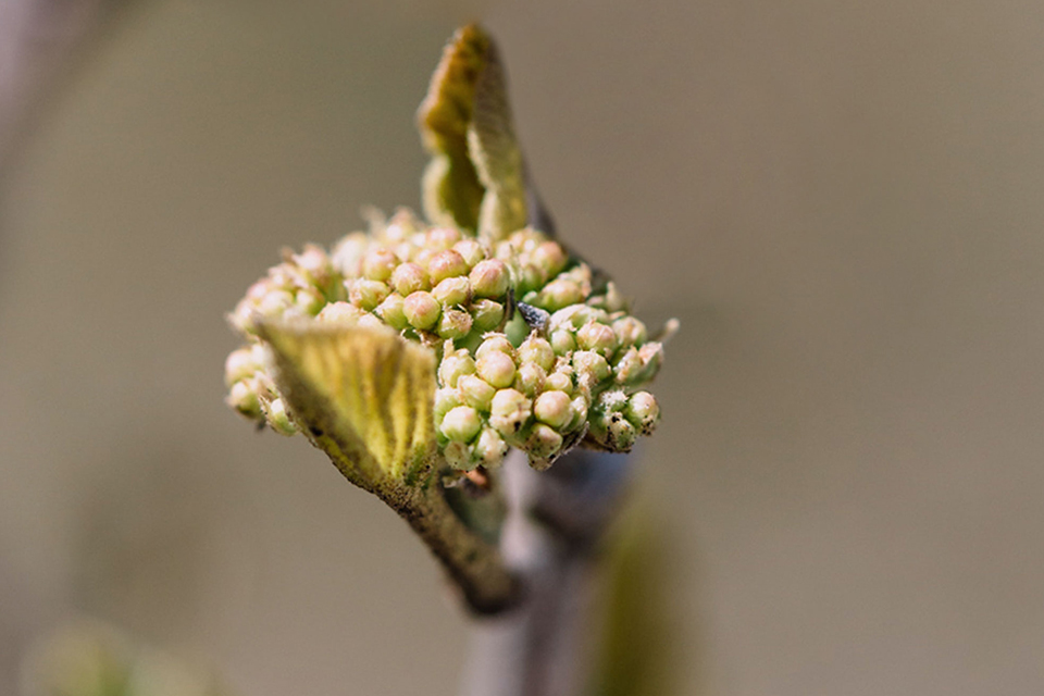 Baumzweig mit Knospe