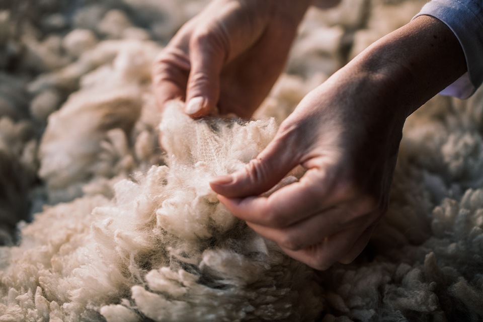 Hände fühlen das Fell eines Yaks