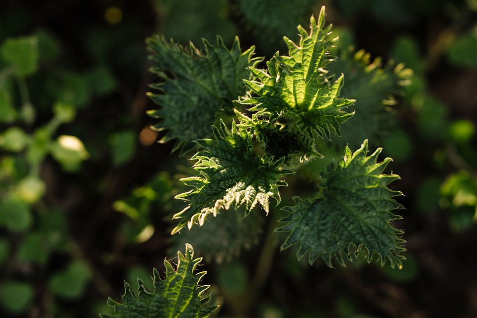 Grüne Pflanze mit zackigen Blättern