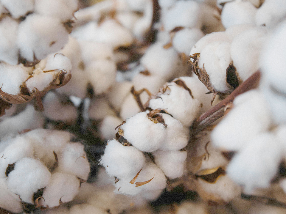 Baumwoll-Zweige mit Baumwoll-Fasern