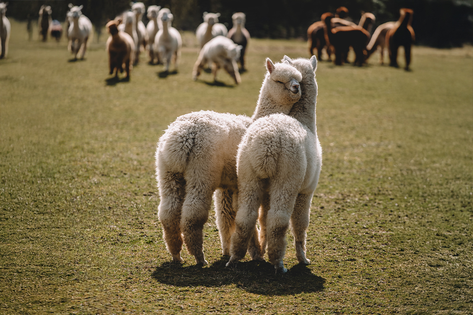 Zwei Alpakas auf einer Weide