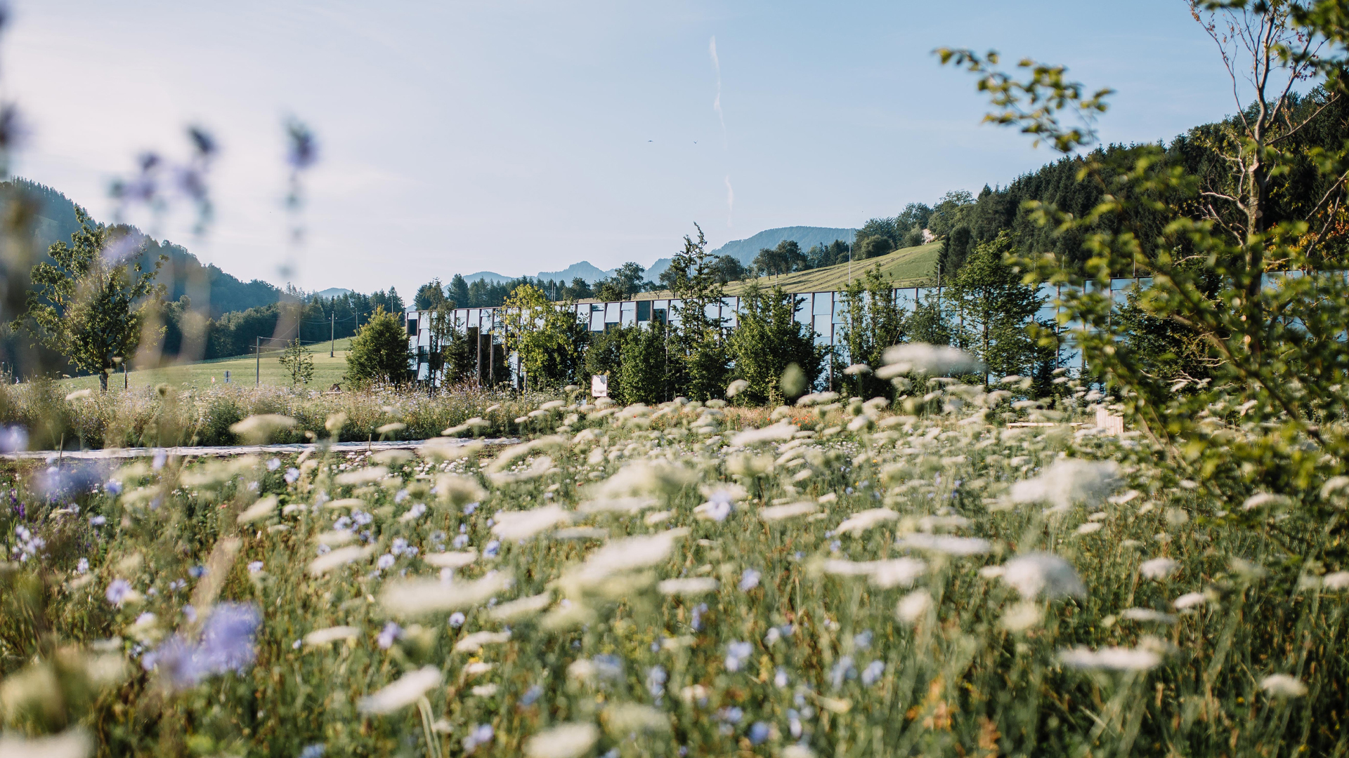 Landschaft mit Blumenwiese und Bergen bei sonnigem Wetter