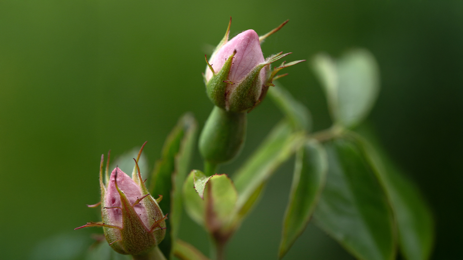 Pflanze mit grünen Blättern und rosafarbenen Knospen