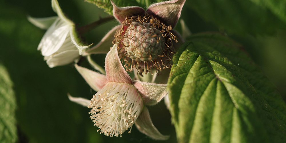 Himbeerknospe an Ast mit grünen Blättern