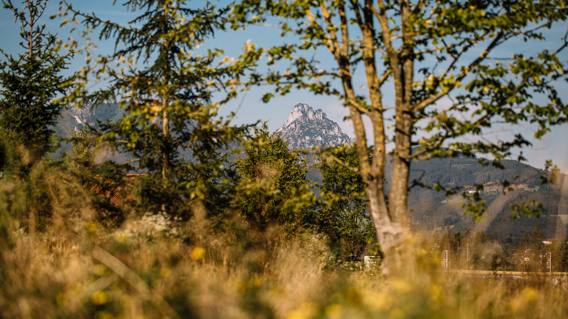 Baum in herbstlicher Naturlandschaft mit warmem Licht und Kulisse