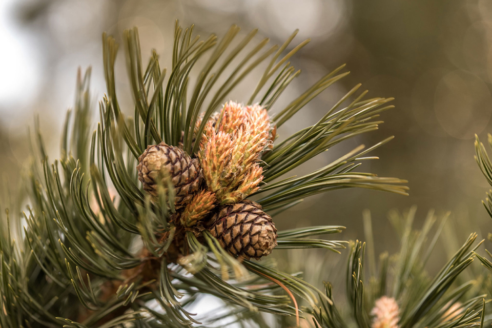Detailaufnahme von einem Zirbenast