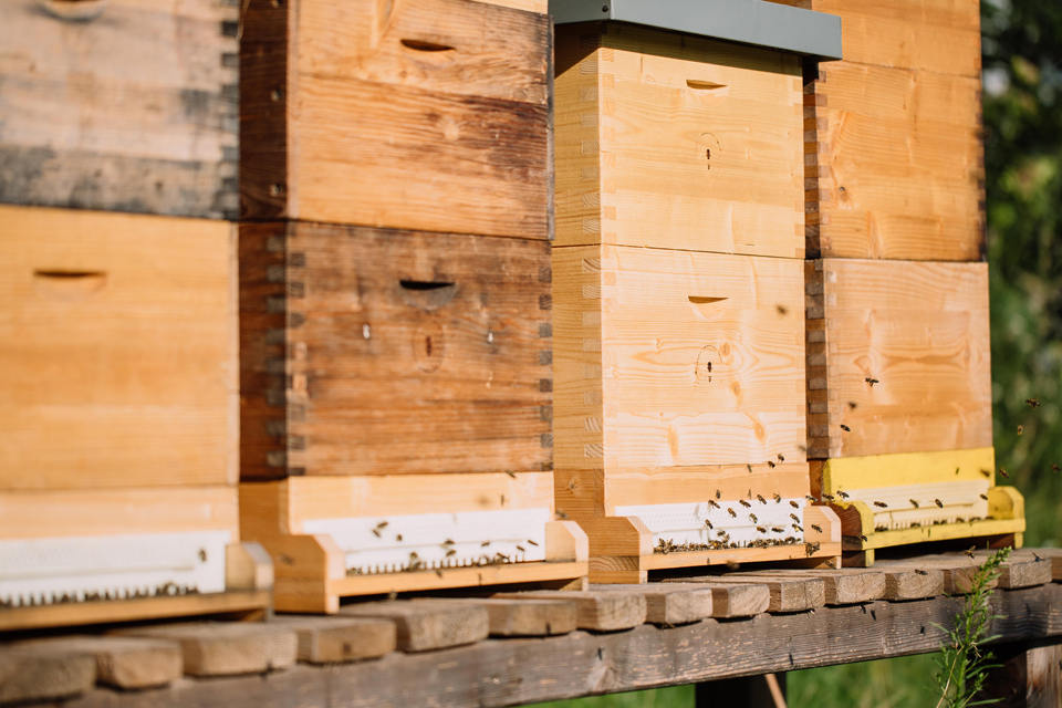 Mehrere Bienenstöcke aus Holz in natürlicher Umgebung