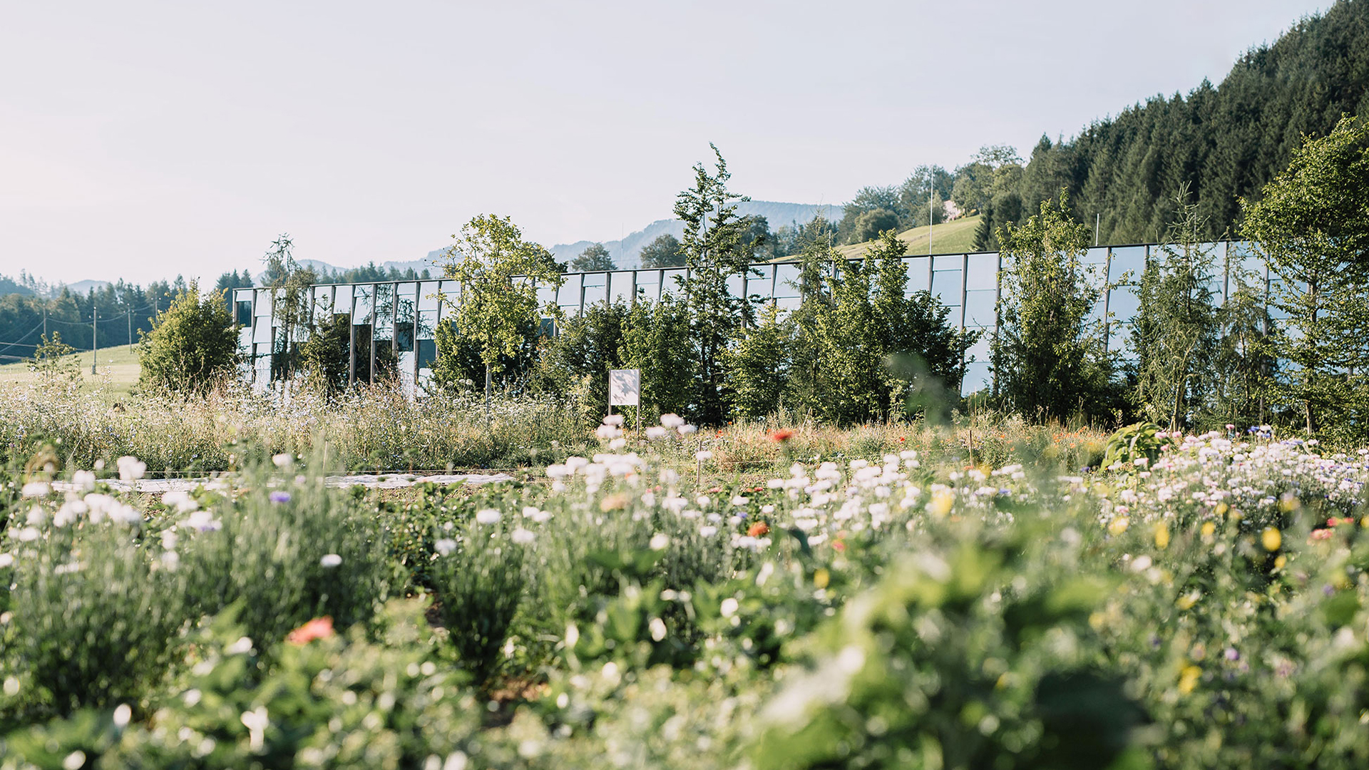 Weitläufiges Feld mit blühenden Pflanzen vor moderner Architektur