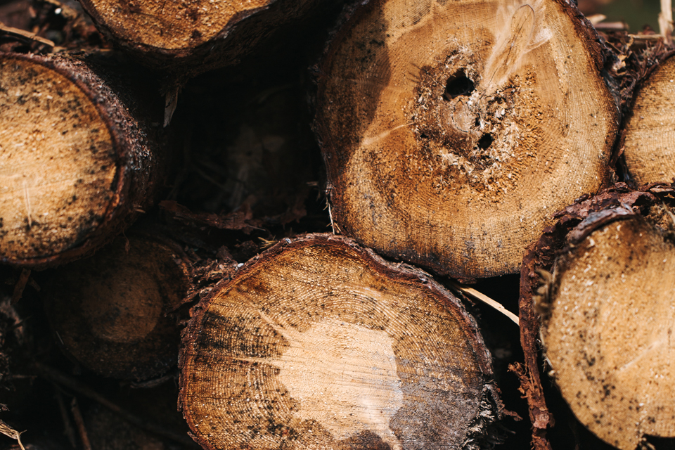 Baumstämme gestapelt