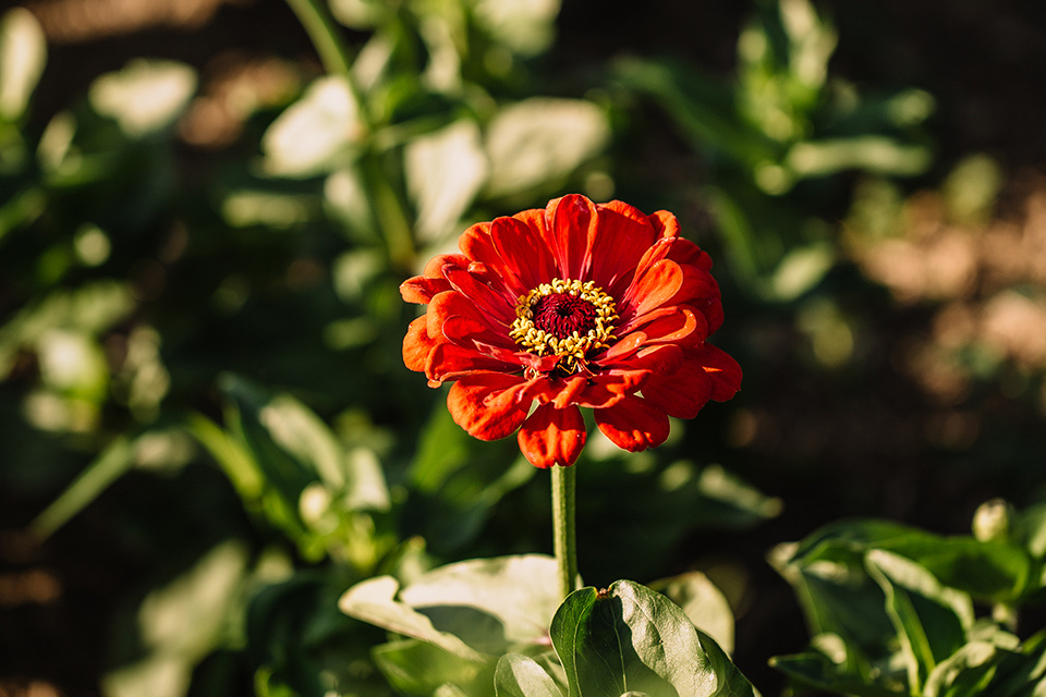 Rote Blume in Nahaufnahme vor grünem unscharfem Hintergrund