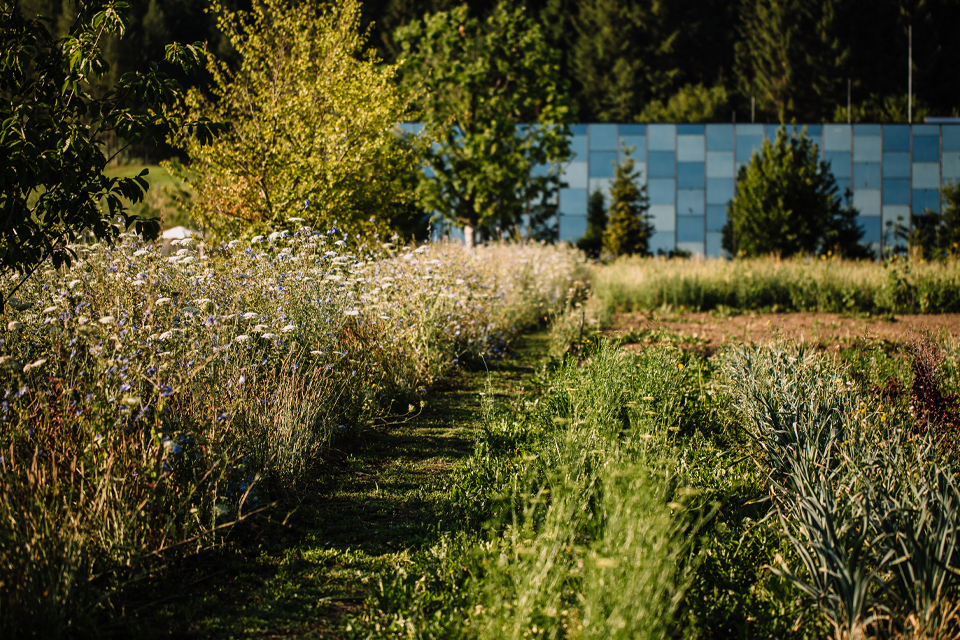 Blühende Wiese mit hohem Gras und Blick auf Gartenlandschaft