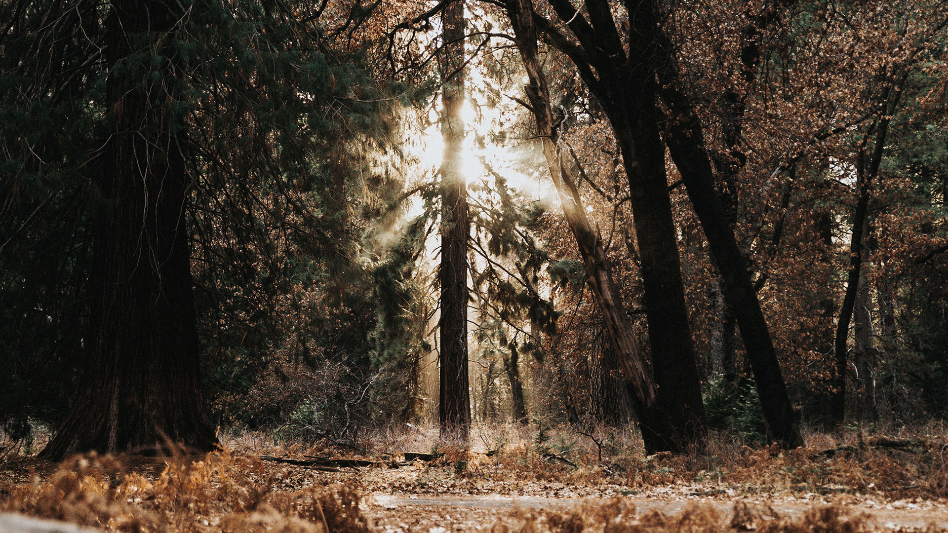 Sonnenlicht fällt durch Bäume in ruhigem Wald