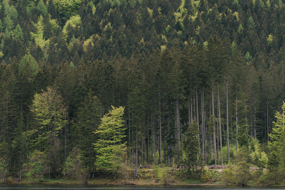 Verschiedene Arten von Bäumen stehen im Wald