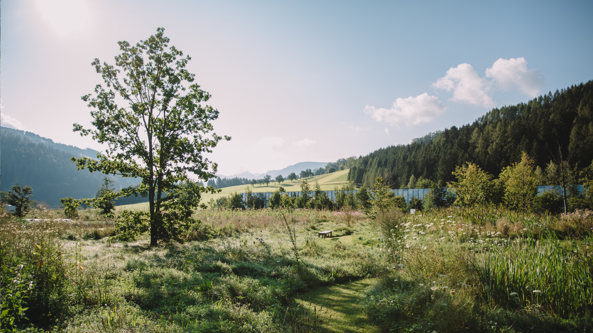 Große Wiese mit Bäumen und bergen im Hintergrund