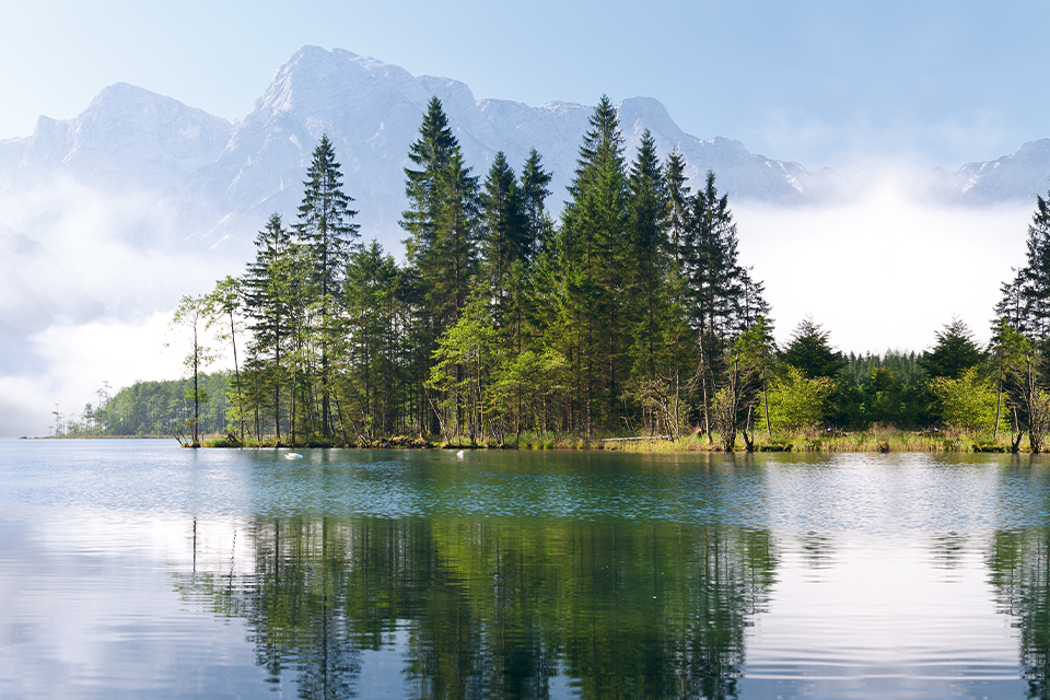 Bewaldetes Seeufer vor einer Bergkette